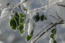 Nahaufnahme Frostnadeln an grünen Blättern