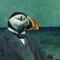 Puffin-chappy