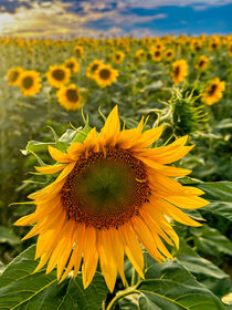 Sonnenblumen am Abend von Dirk Rüter