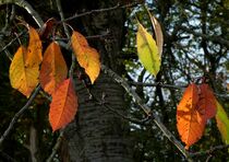Herbstfarben by helensfotos
