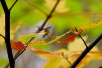 Herbstrausch von helensfotos