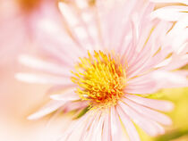 Raublatt-Aster by Ivan Sievers