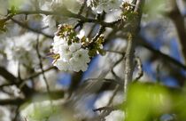 Kirschblüten by helensfotos