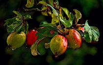 Wet Apples