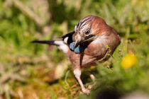 Eichelhäher (Garrulus glandarius) von Dirk Rüter