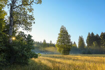 Morgenstimmung im Irndorfer Hardt - Naturpark Obere Donau von Christine Horn