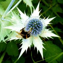 Hummel von helensfotos