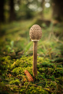 Parasol mit Fichtenzapfen - gesehen im Naturpark Obere Donau by Christine Horn