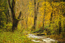 Das Flüsschen Lippach bei Mühlheim an der Donau - Naturpark Obere Donau by Christine Horn