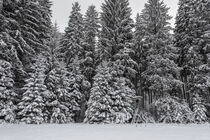 Verschneiter Fichtenwald mit Hochstand im Irndorfer Hardt - Naturpark Obere Donau by Christine Horn