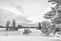 Winter im Irndorfer Hardt - Naturpark Obere Donau von Christine Horn