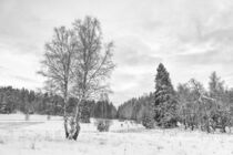 Winterlandschaft Irndorfer Hardt mit Birke - Naturpark Obere Donau by Christine Horn