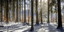 Schneegestöber im Winterwald von Holger Spieker