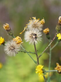 Alles Pusteblume von Caro Kreuzer