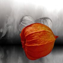 Physalis colorkey von flowersforyou