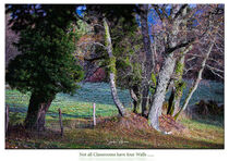 Outside Views Nature Trees by Sandra  Vollmann