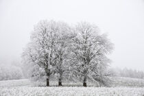 Bäume mit Raureif im Nebel - Landschaft bei Eigeltingen-Homberg im Hegau by Christine Horn