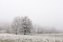 Nebellandschaft mit Bäumen und Raureif bei Eigeltingen-Homberg im Hegau by Christine Horn