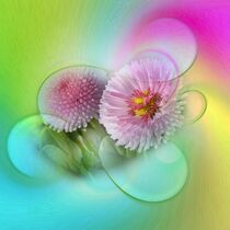 Bellis on texture von flowersforyou