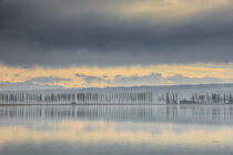 Damm mit Pappellallee zur Insel Reichenau im Bodensee - Landkreis Konstanz by Christine Horn