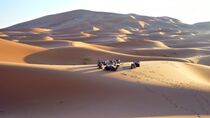Kamele in der Sahara von Dieter Stahl