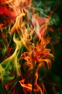 Feuerlilie mit Flammen | Fire Lily with Flames von Frank Daske