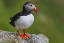 Puffin by Thomas Schäffer