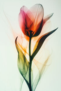 Die Röntgen-Tulpe | The X-Ray Tulip von Frank Daske