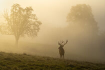 Hirsch im Morgenlicht by Susanne Fritzsche