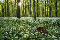 Frühling im Bärlauchwald von Susanne Fritzsche