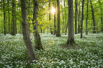 Sonne im Bärlauchwald von Susanne Fritzsche