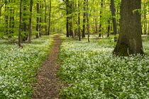 Ein Weg im Bärlauchwald by Susanne Fritzsche