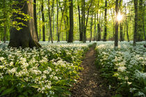 Blühender Bärlauch im Wald von Susanne Fritzsche