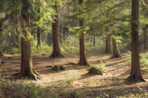 'Sunlit Forest' von CHRISTINE LAKE