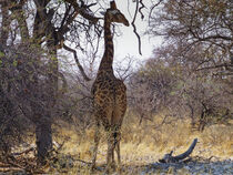 Giraffe im Busch by Markus Beck