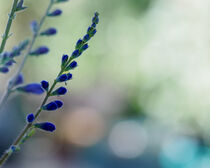 Salvia buds von Alison Hammond