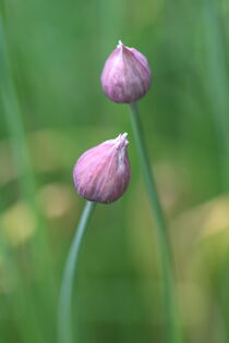 Schnittlauch Blüte von jaybe