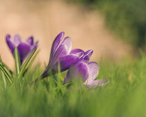 Krokus Drillinge im Park by Tanja Brücher