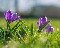 Drei Krokusse von hinten auf der Frühlingswiese im Sonnenschein von Tanja Brücher