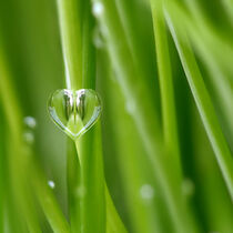 Herz aus Wassertropfen by Violetta Honkisz