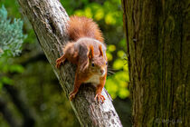 Rotes Eichhörnchen Red Squirrel (Sciurus vulgaris) im Park Schönbrunn - Wien von Franz Grolig