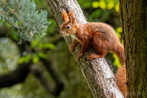 Rotes Eichhörnchen Red Squirrel (Sciurus vulgaris) im Park Schönbrunn - Wien von Franz Grolig