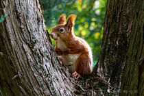 Rotes Eichhörnchen Red Squirrel (Sciurus vulgaris) im Park Schönbrunn - Wien by Franz Grolig