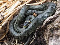 Ringelnatter Natrix natrix beim Sonnenbad - Wildnis in Wien von Franz Grolig