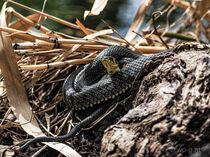 Ringelnatter Natrix natrix beim Sonnenbad - Wildnis in Wien von Franz Grolig