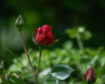 Rosenknospe von Tanja Brücher