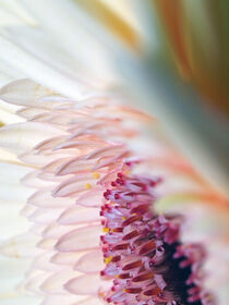 Gerbera-Blüte, Makroaufnahme von Dagmar Laimgruber