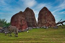 Felsen mit Zebra by Edgar Schermaul