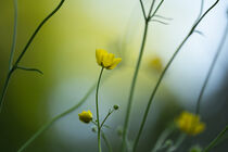 Butterblume vor verschwommenem Hintergrund by Tanja Brücher