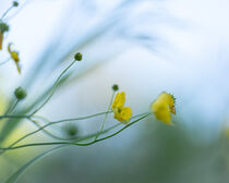 Butterblumen von Tanja Brücher